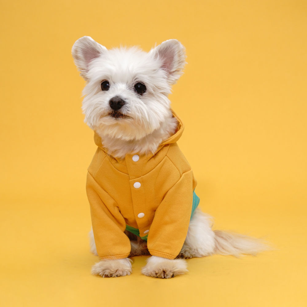 #color_yellow